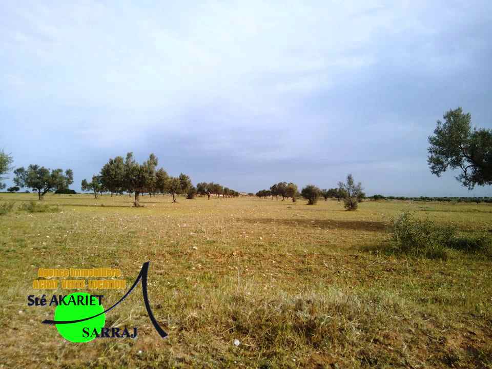 Sidi Bou Ali Sidi Bou Ali Terrain Terrain agricole 7 hectares et 4880m  swayeh sidi bouali