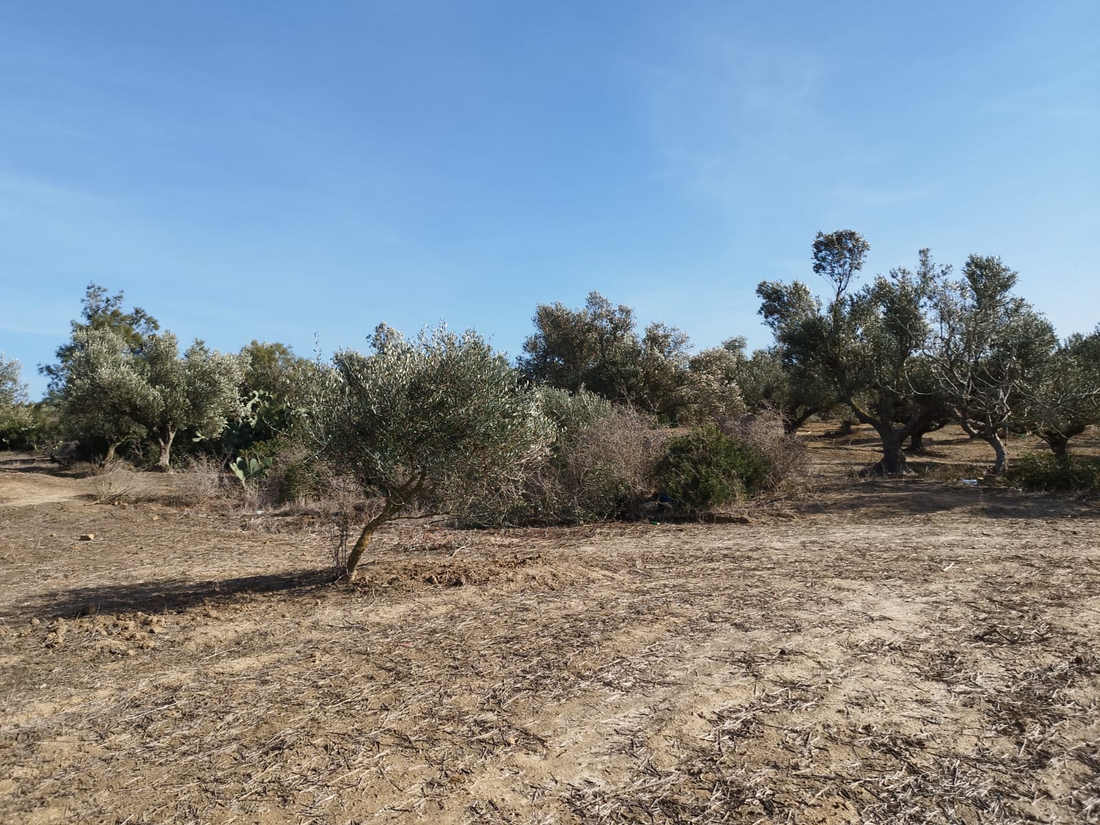 Kelibia Kelibia Terrain Terrain agricole Terrain agricole a klibia plant d'olives